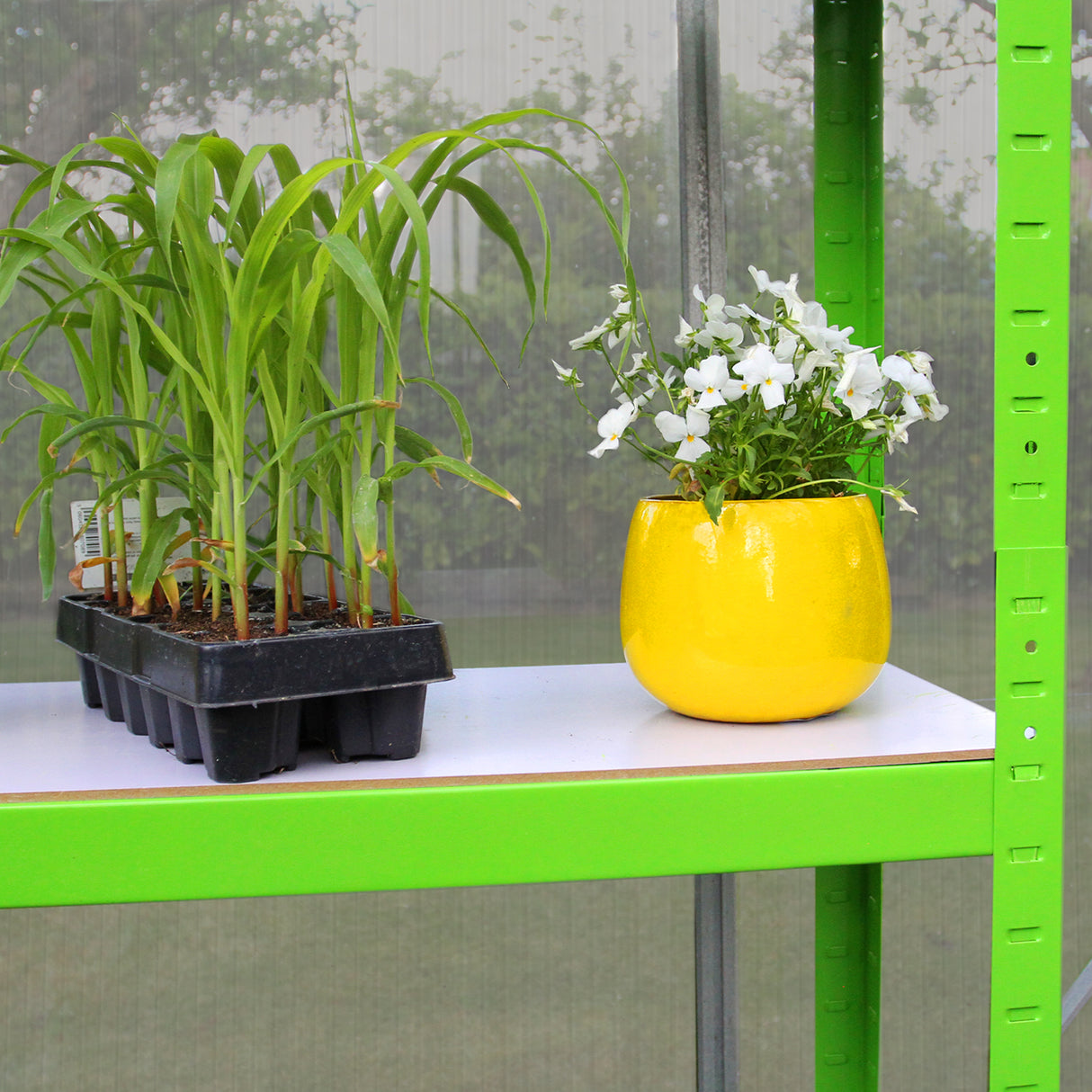 Serre de jardin vert vif avec étagère, contenant des plants de maïs et un pot jaune brillant rempli de fleurs blanches