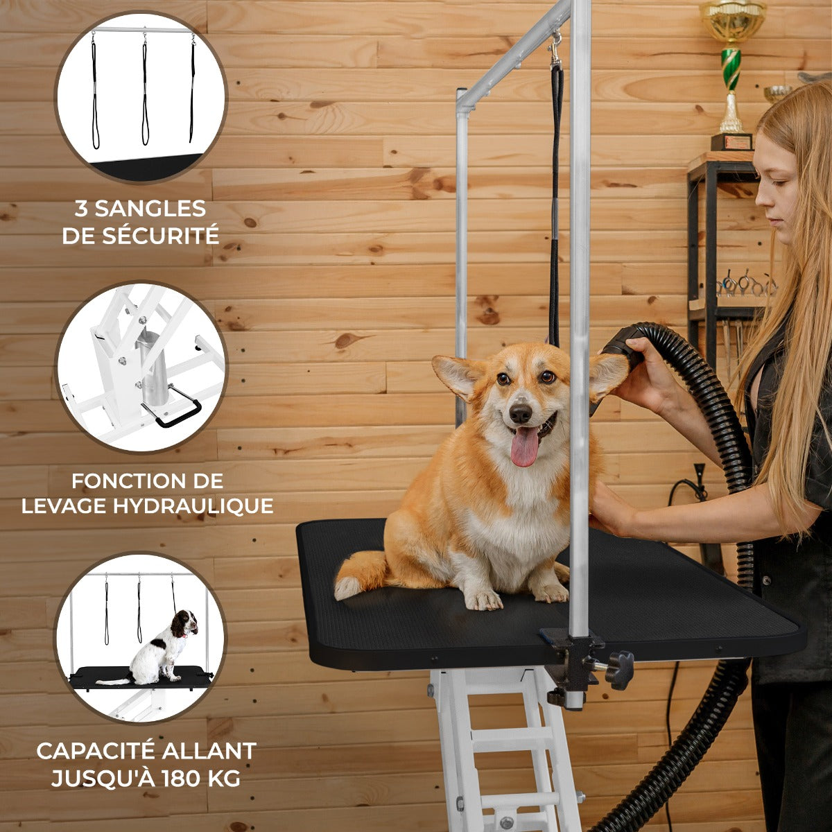 Table de toilettage hydraulique blanche avec plateau noir, chien corgi souriant, trois sangles de sécurité visibles, design moderne et fonctionnel