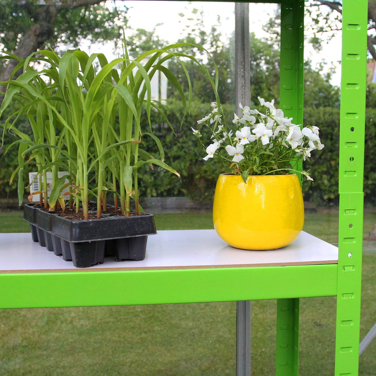 Serre polytunnel vert avec étagères, contenant des plants de maïs et un pot jaune rempli de fleurs blanches sur une surface blanche