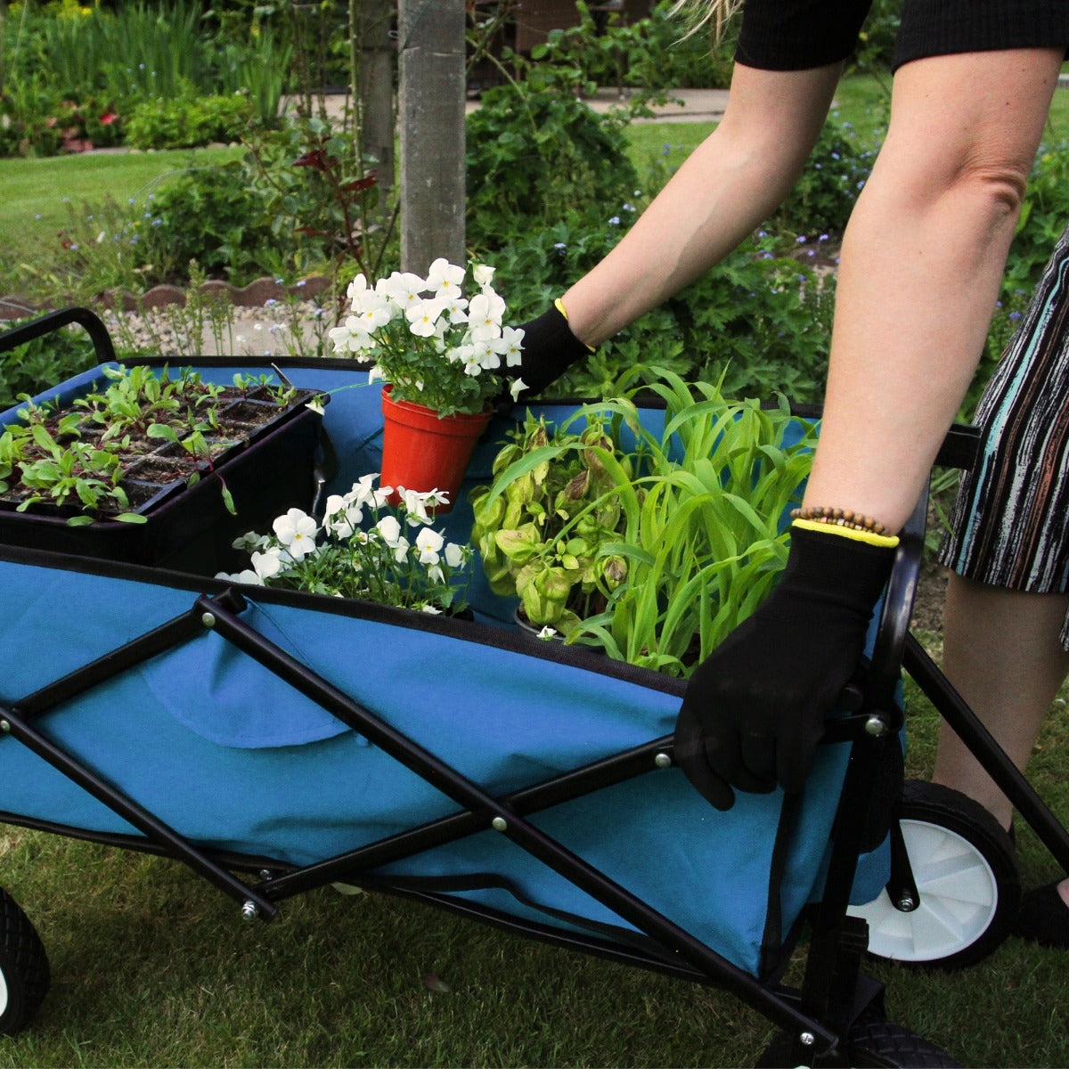 Chariot pliable de jardin bleu avec des plantes en pot, utilisé par une personne en gants noirs dans un jardin verdoyant