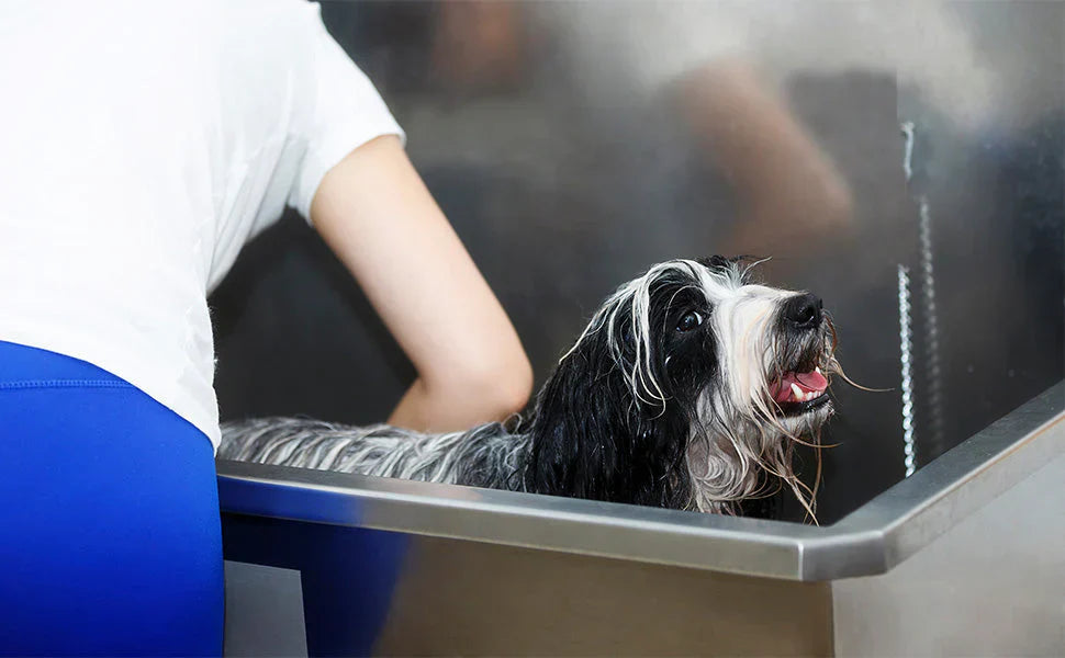 Un chien noir et blanc, mouillé, est toiletté dans une baignoire en acier inoxydable, tandis qu'une personne le tient avec soin