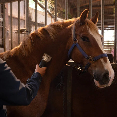 Cheval brun clair avec crinière soyeuse, recevant une tonte douce dans une écurie, lumière naturelle illuminant l'espace
