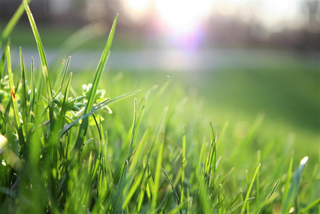 Herbe verte éclatante au printemps, avec des gouttes de rosée scintillantes sous un soleil doux, créant une ambiance rafraîchissante