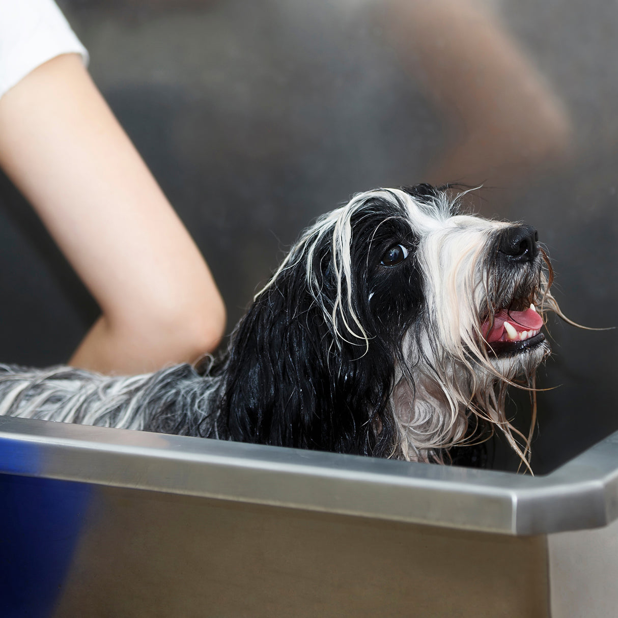 Baignoire en inox pour toilettage, avec un chien mouillé aux poils noirs et blancs, sourire, et une main qui le tient doucement