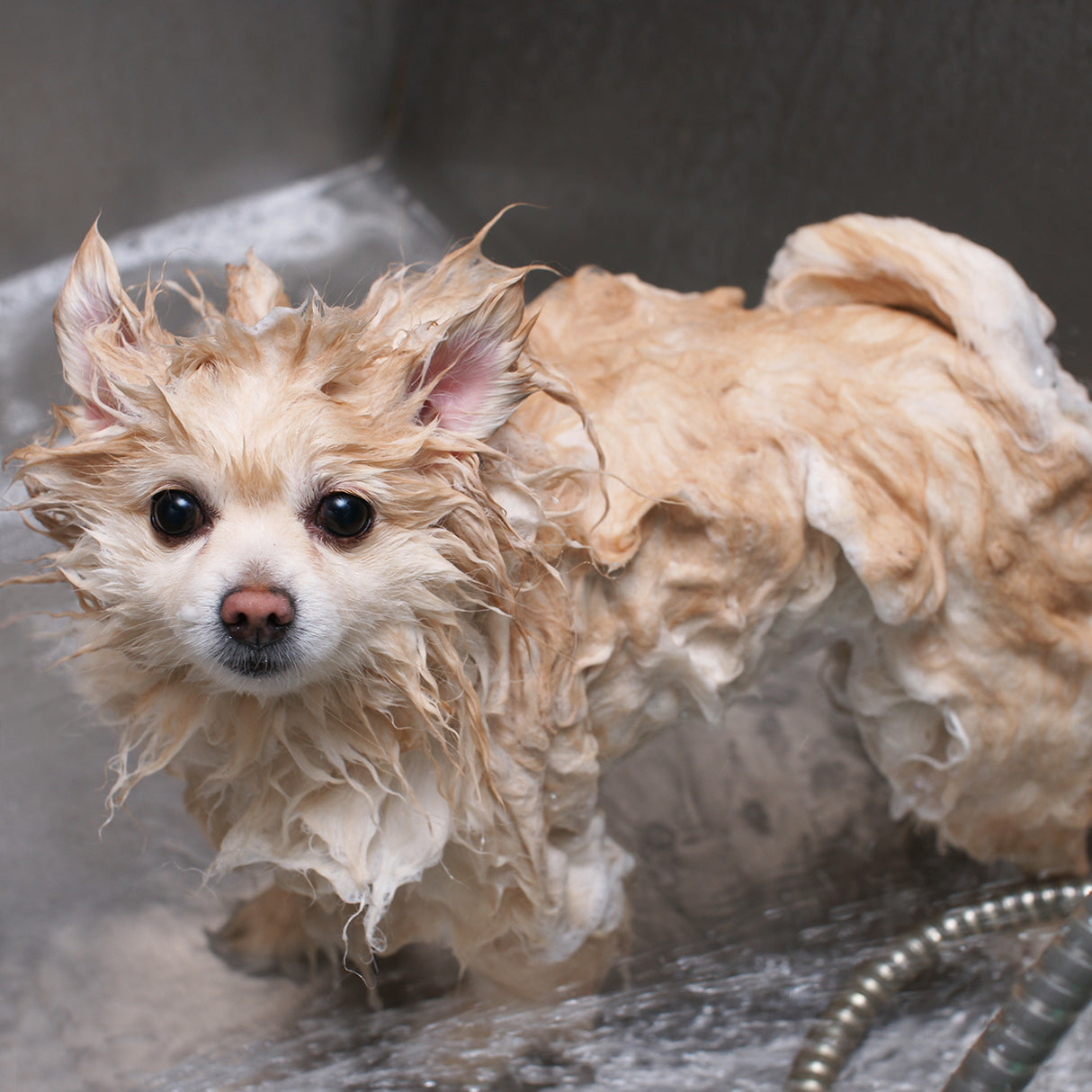 Chien de petite taille, pelage crépu et mouillé, se tient dans une baignoire en inox, entouré d'eau et de mousse de shampooing